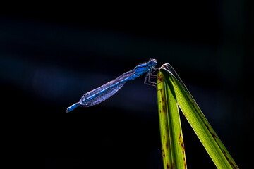 dragonfly, environment, protection, diversity, damselfly on a blade of grass