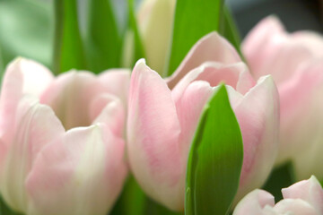 Close-up of flowering tulips in the spring in the garden.