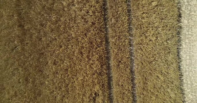 ZOOM OUT DRONE VIEW OF A WHEAT FIELD IN FRANCE.  Zoom out view of a wheat field during the summer harvest. Normandy, France. July 2022