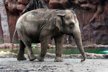 Fototapeta premium Elephant in captivity in a zoo in Guatemala City called La Aurora, caged space, limitation of freedom, human hegoism.