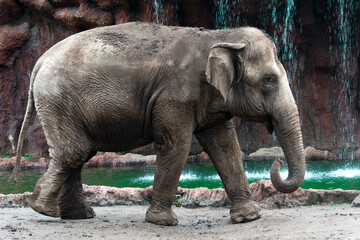 Elephant in captivity in a zoo in Guatemala City called La Aurora, caged space, limitation of freedom, human hegoism.