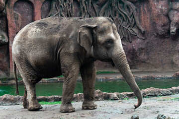 Elephant in captivity in a zoo in Guatemala City called La Aurora, caged space, limitation of freedom, human hegoism.