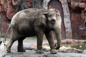 Fototapeta premium Elephant in captivity in a zoo in Guatemala City called La Aurora, caged space, limitation of freedom, human hegoism.