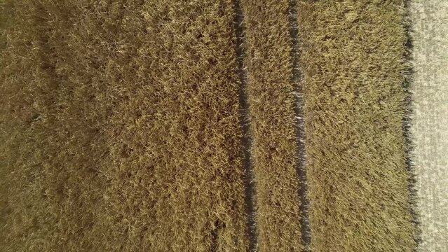 ZOOM OUT DRONE VIEW OF A WHEAT FIELD IN FRANCE.  Zoom out view of a wheat field during the summer harvest. Normandy, France. July 2022