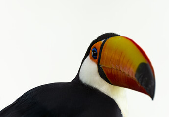 Large toucan (Ramphastos toco) close-up on a white background. There is an aviary in the zoo. Selective focus.