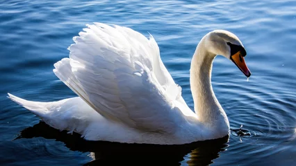 Poster Im Rahmen swan on the water © Aaron