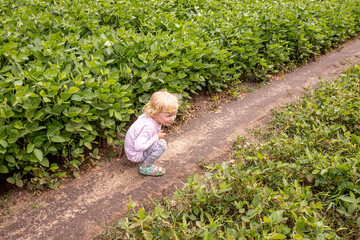 The girl sat down on a rural road during a walk in the summer in cloudy weather. lycine max,...