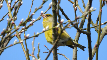 Greenfinch