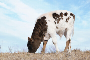 Spotted young calf grazing on Texas farm during winter closeup.