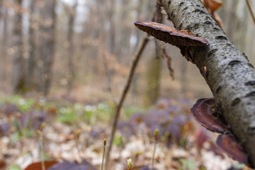 Daedaleopsis confragosa, the thin walled maze polypore or the blushing bracket grows on fallen tree...