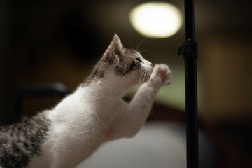 cat reaching