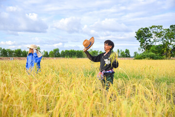 a Thai couple farmer harvesting rice in the field during the day, holding sickle and rice in hands, there is a nice blue sky and white cloud in hot sunny day background