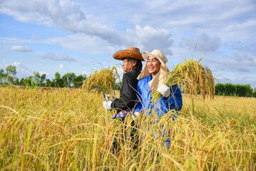 a Thai couple farmer harvesting rice in the field during the day, holding sickle and rice in hands, there is a nice blue sky and white cloud in hot sunny day background