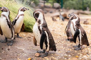 penguins on the rocks