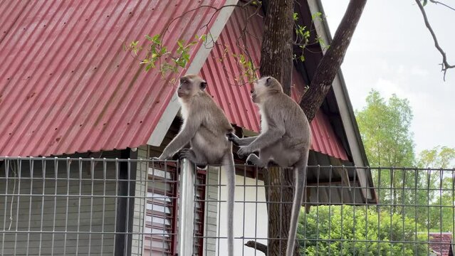 A pair of long tailed macaques found on the wire fence outside the residential area, picking lice off each other, cleaning, sniffing its butt and slowly walk away, wildlife shot.