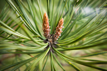 Naklejka na ściany i meble Pine needles close-up in the forest