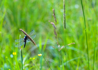 Blue dragonfly on a branch in a meadow in summer on a green background