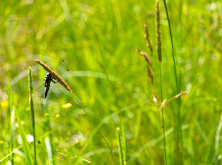 Blue dragonfly on a branch in a meadow in summer on a green background