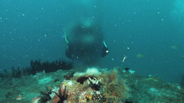 Scuba diver swims close to an underwater sewer outlet pipe discharging recycled water into the ocean.