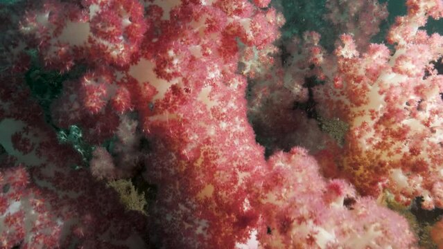 Scuba divers view swimming through an underwater forest of colourful sponges and coral.