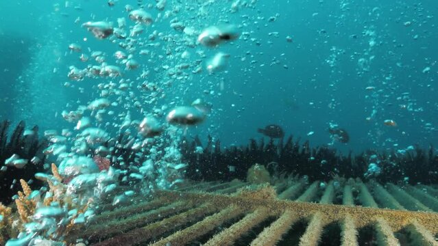 Streams of bubble rise through an underwater grate as part of a desalination plant deep below the ocean.
