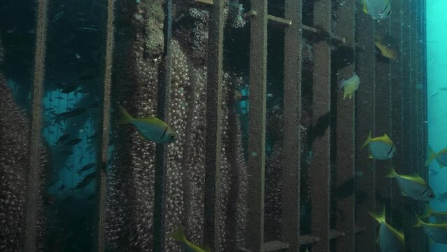 Marine life inhabit a sunken metal cage part of a larger underwater infrastructure deep below the ocean.
