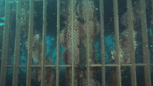 A government underwater infrastructure project provides marine life with a artificial reef.