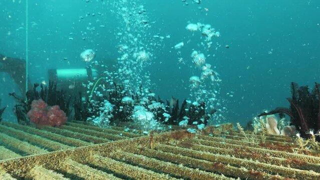 Scuba divers working on an underwater government infrastructure project deep below the ocean.