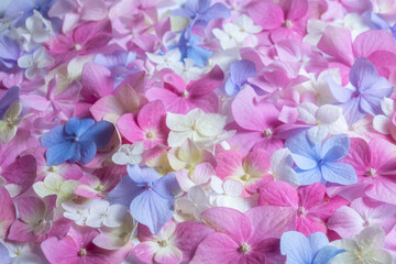 Bright natural floral background in pink and blue pastel colors. texture of hydrangea flowers in nature close-up. Blur and selective focus