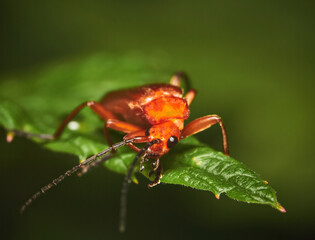 Common red soldier beetle or bloodsucker beetle (Rhagonycha fulva) on a green leaf