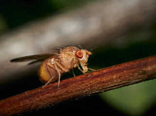 Drosophila Melanogaster male fruit fly on a branch