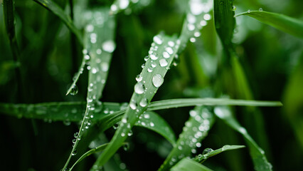 Rain drops on green grass. Fresh morning dew on spring grass. natural background close up macro with shallow DOF