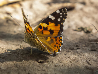 Fototapeta na wymiar A close-up photograph of a butterfly