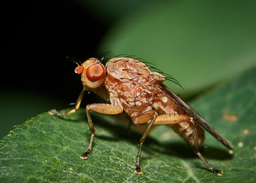 Drosophila Melanogaster male fruit fly on a green leaf
