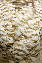Barn Owl Feather Closeup