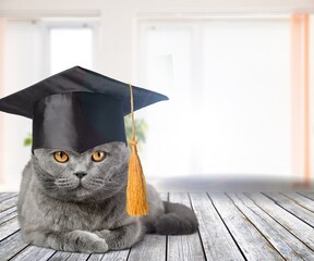 A cute cat in a graduates hat, education, homework, youth, lifestyle concept
