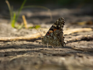 A close-up photograph of a butterfly