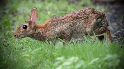 rabbit in the grass