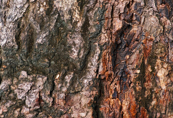 The rough texture of the tree bark
