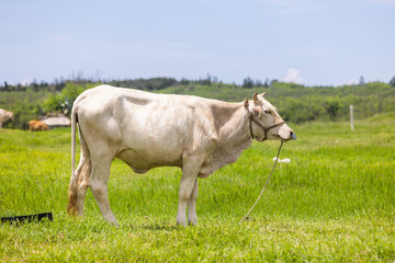 Obraz na płótnie Canvas White cow in the pasture