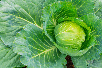 Obraz premium Head of cabbage on the field. Fresh ground-cabbage close-up. Organic cabbage from the farm. Growing healthy vegetables
