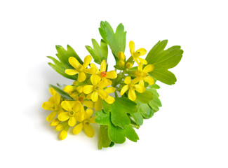 Ribes aureum, golden currant, clove currant, pruterberry and buffalo currant, Ribes odoratum. Isolated
