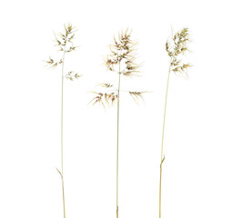 Poa bulbosa or bulbous bluegrass, bulbous meadow-grass. Isolated on white b ackground