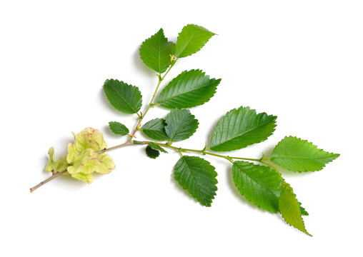 Wych elm, Ulmus glabra leaves and seeds. Isolated