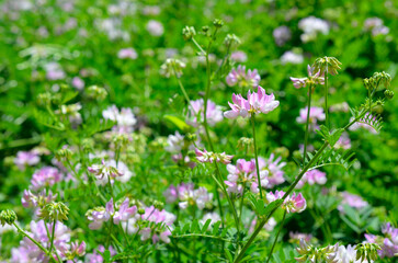 Securigera varia or Coronilla varia, commonly known as crownvetch or purple crown vetch