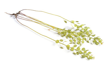 Thlaspi arvense, known by the common name field pennycress. Isolated on white