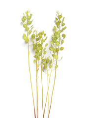 Thlaspi arvense, known by the common name field pennycress. Isolated on white