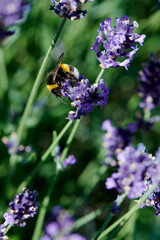 Close up of a bumblebee collecting pollen in a lavender flower
