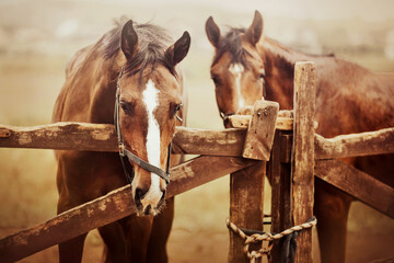 Two beautiful bay horses are standing in a paddock with a wooden fence on a farm on a summer day....