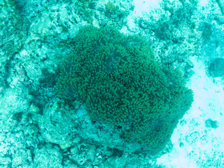 Naklejka na ściany i meble Sea anemone in the depths of the Indian ocean, Maldive islands.